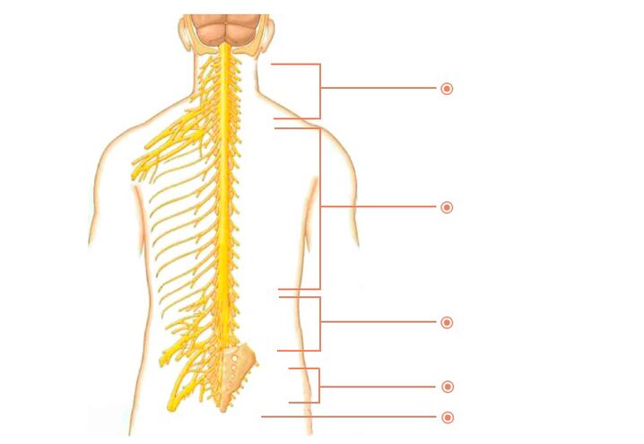 nervios espinales